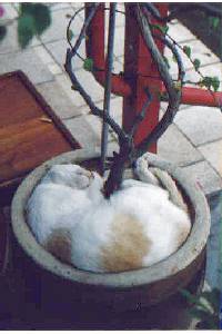 CAT in a pot !