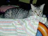 Jacky resting