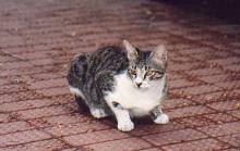 Lucky Plaza/cat