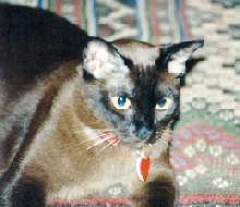 Female burmese cat