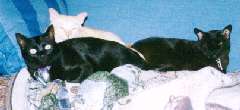3 cats on a couch