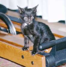 Maggie on an exercise bench
