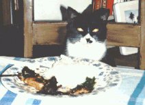 Maya observing food