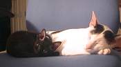 Minnie and Sooty resting