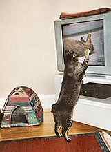 Piggy is a fan of wildlife documentaries on TV