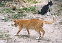 Puma, a survivor...