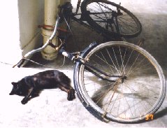 Scruffy - nap under a bike
