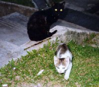 Pat at night with his mother
