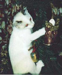 [photo Sheba]