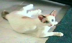 [photo Sheba]