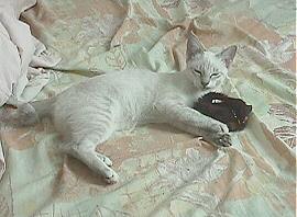 Snowy lying