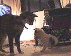 Sydney, the house cat, playing with Sooty