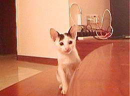 Sooty at home...