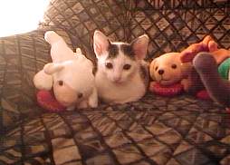 Sooty and his toys!