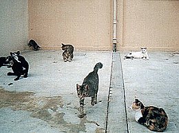 A bunch of stray cats