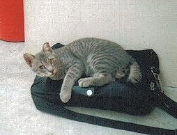 Shino - resting
