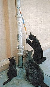 Playtime !