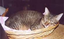 Tazzy resting