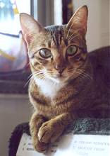 Tazzy- more than one year old