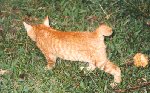 No tail kitten!