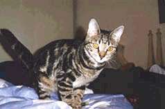 Tiger, adult