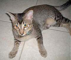 Tiger - 5 months old