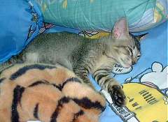 Tigger - 8 weeks old, enjoying a good nap