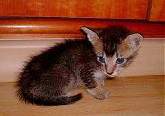 Tigger - tiny cat found when he was 2 weeks old