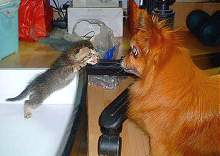 Tigger facing one of the dogs - fierce and expressive!