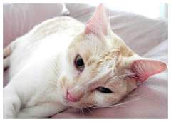 Tobie resting