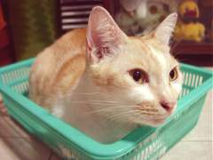 Tobie in a basket