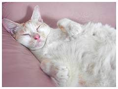 Tobie sleeping peacefully