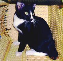 Photo- Tux sitting
