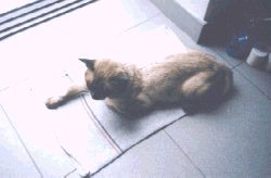 The Visitor- resting