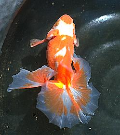 Tosakin Goldfish