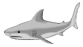 shark