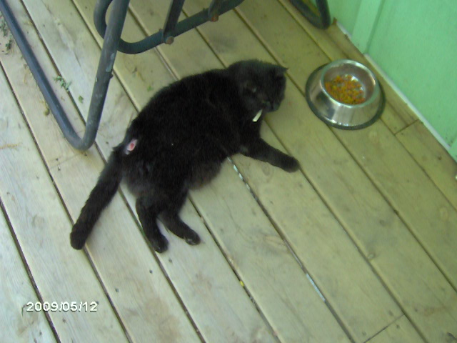 blackbrooks-ShootCat-CultGame