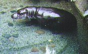 another hippo