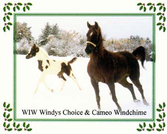        ******* Wind in the Woods ********        