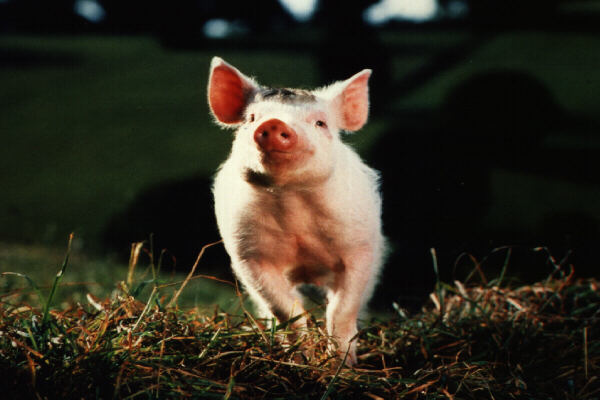 pig picture