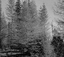 The Larch
