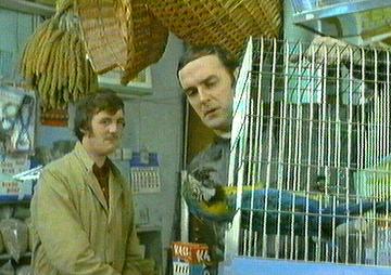 The Parrot