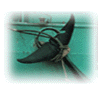 ballenas1.gif(6676 bytes)