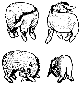 /user/eeyorelooksfortail.gif