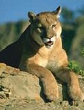 cougar