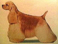 A cocker spaniel, maybe just like Ivan's?