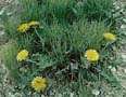 Dandy-lions!