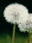 Make a wish! They're the seed kind of dandy-lions
