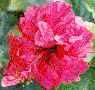 A hibiscus