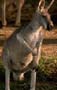 Leave it to Cowboy to pick a Kangaroo